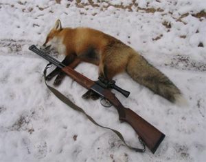 Охота на лису