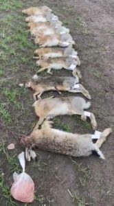 Массовая гибель зайцев